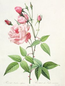 Rosa Indica Vulgaris (graviert von Bessin, aus 